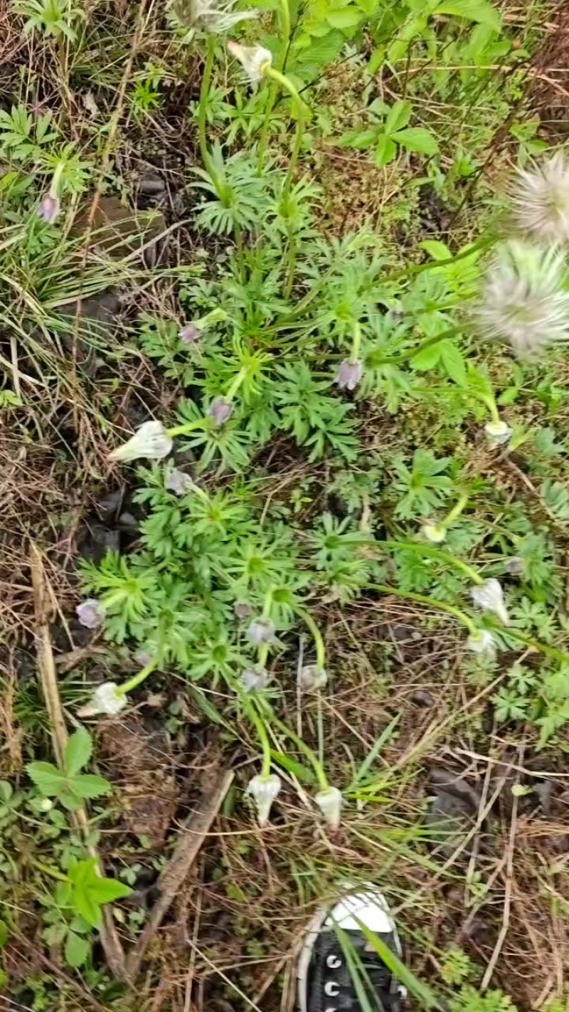东北吉林白头翁