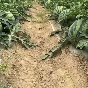 精品美都