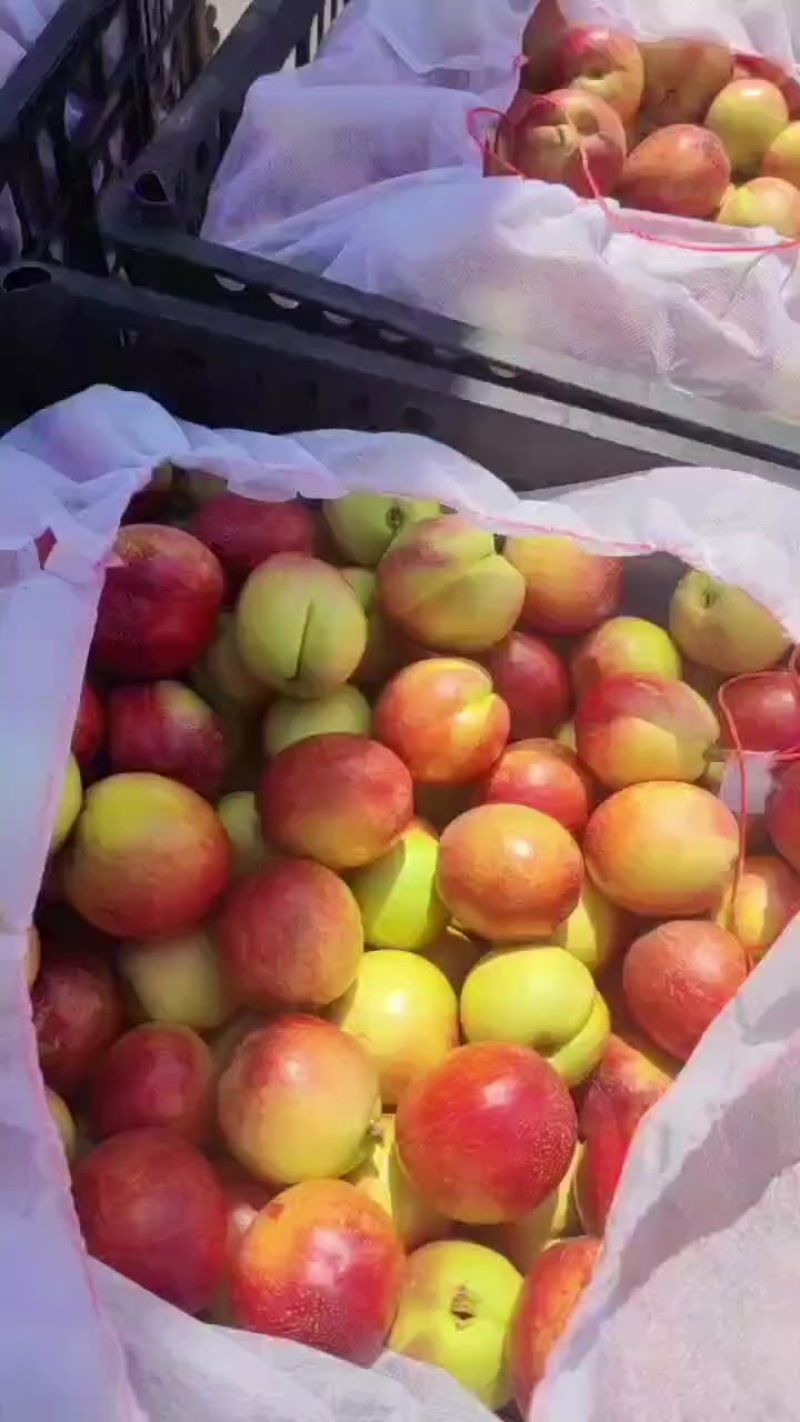 黄肉油桃电商果，大量发货中