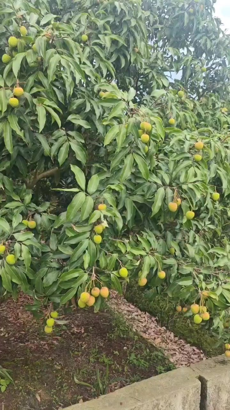 早熟品种妃子笑白糖罂等准备大量上市了，桂味黑叶禾荔等各种