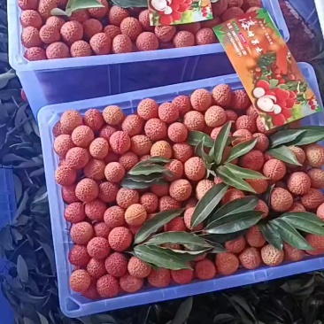 早熟品种妃子笑白糖罂等准备大量上市了，桂味黑叶禾荔等各种