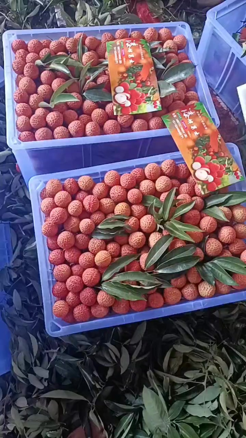 早熟品种妃子笑白糖罂等准备大量上市了，桂味黑叶禾荔等各种