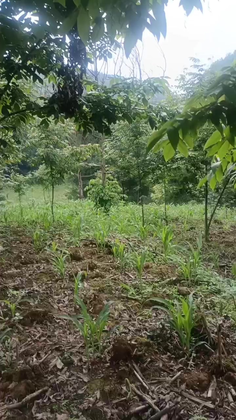 青钱柳