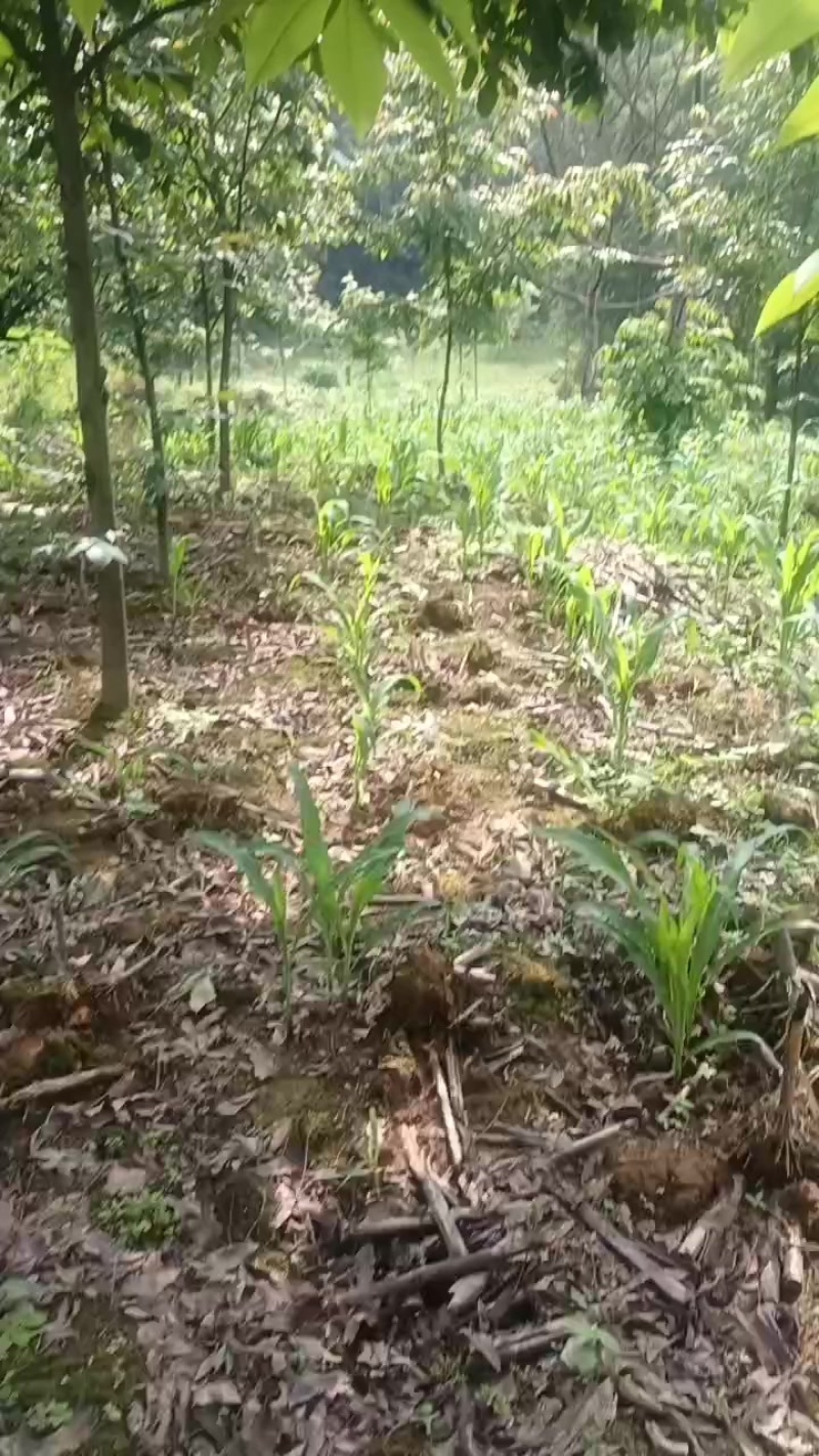 青钱柳