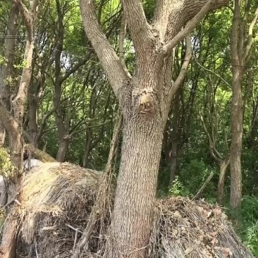 香樟树成树