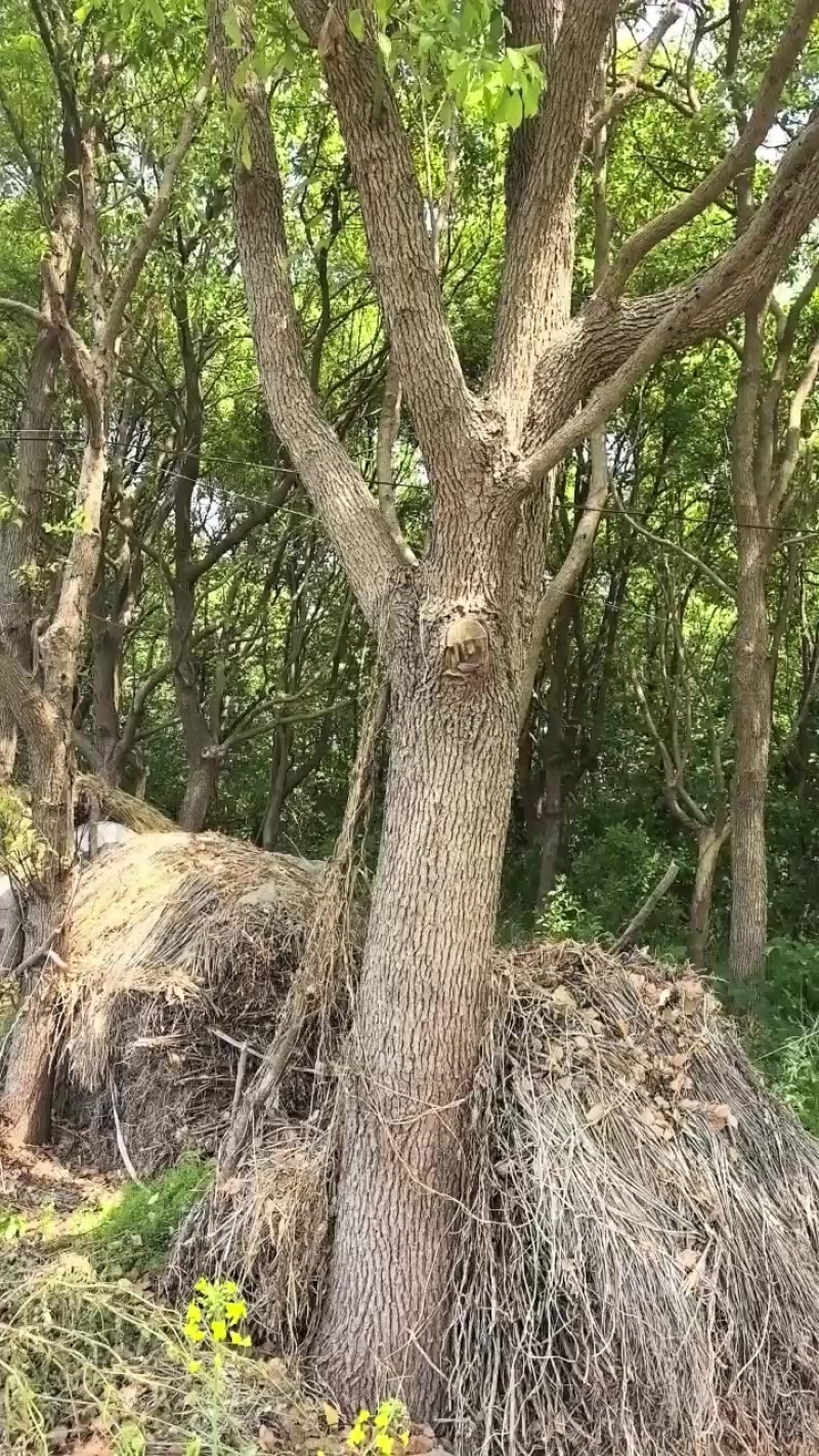 香樟树成树