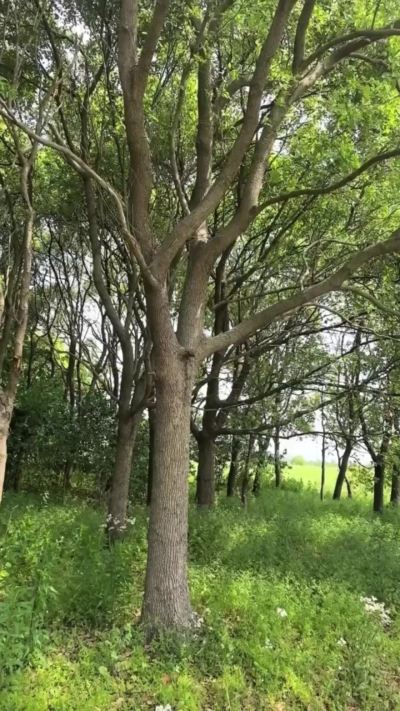 香樟树成树