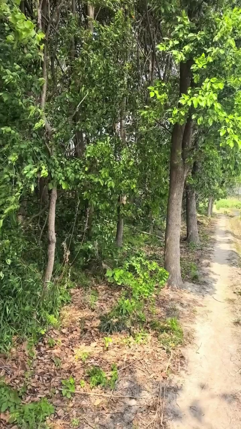香樟树成树