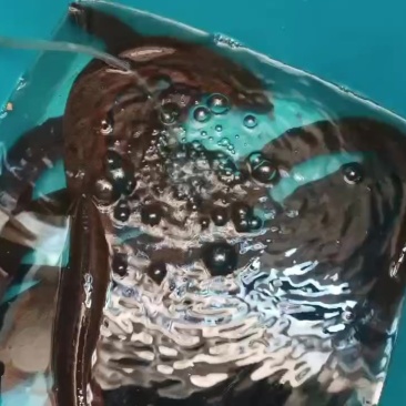 野生黄鳝黑鱼