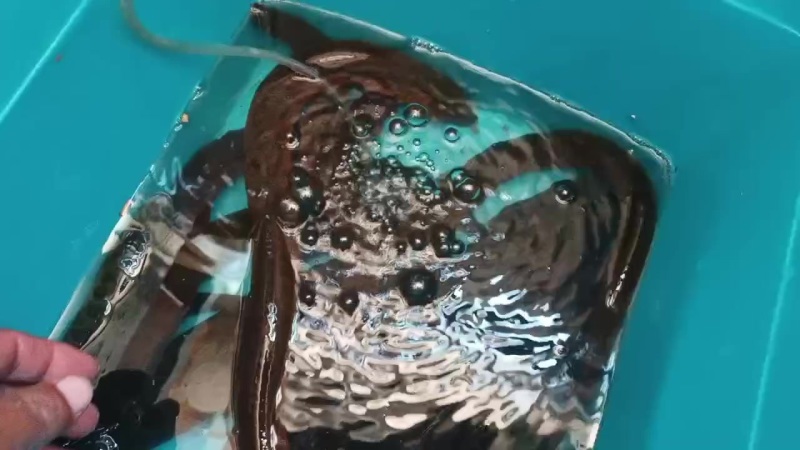 黄鳝