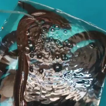 黄鳝