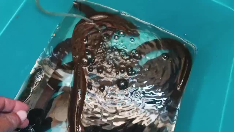 黄鳝