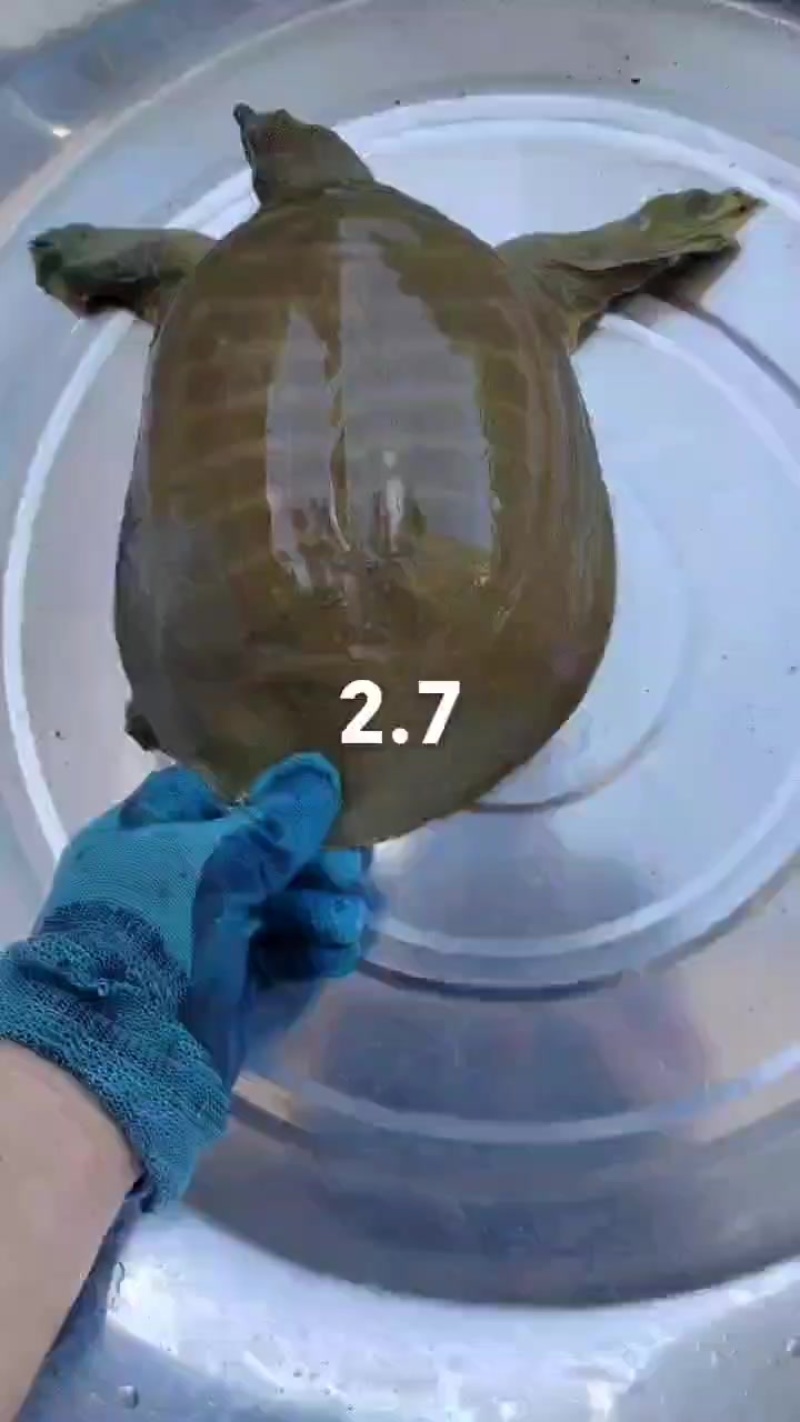 鳖枪野生甲鱼