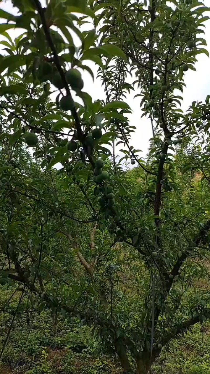蜂糖李