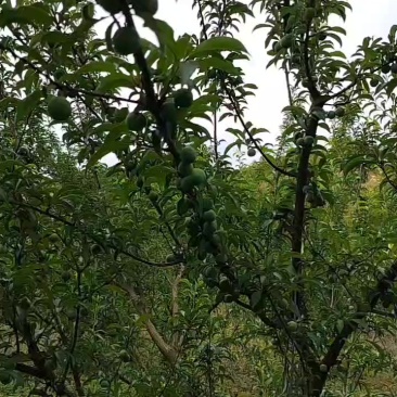 蜂糖李