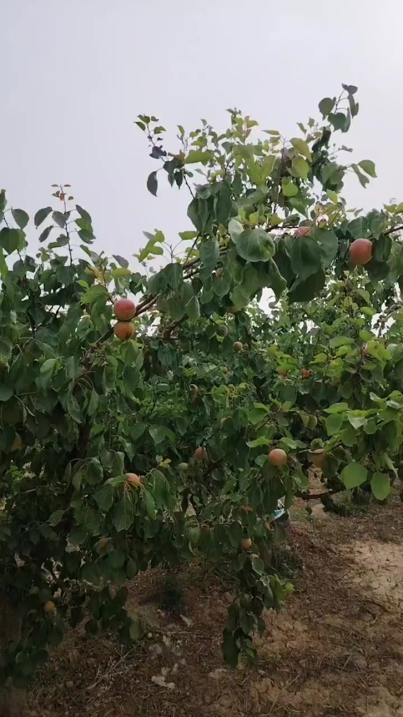 杏