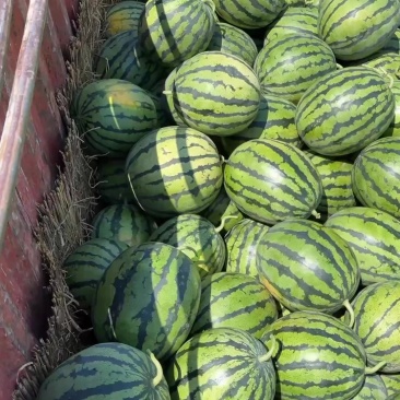 精品甜王