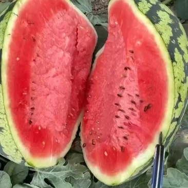 蒲城甜王西瓜上市中货源充足量大从优欢迎咨询
