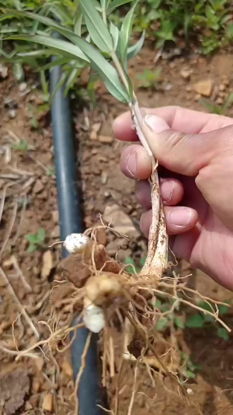 鸡头黄精种苗多花直杆药食两用药材，零售或者批发都可以