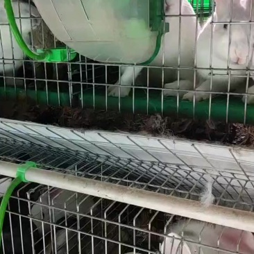 活兔子