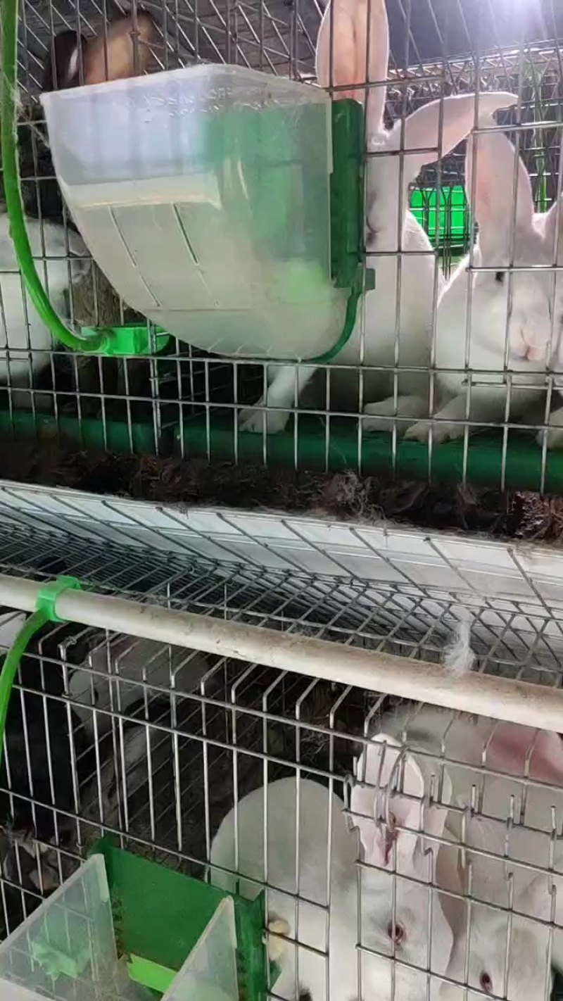 活兔子