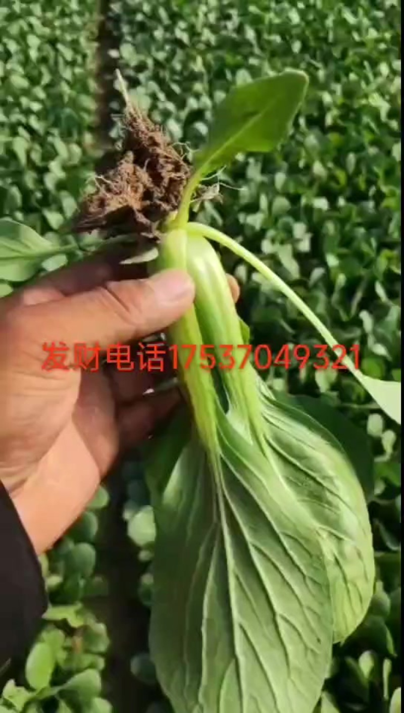 常年供应价格不高欢迎新老客户砸单