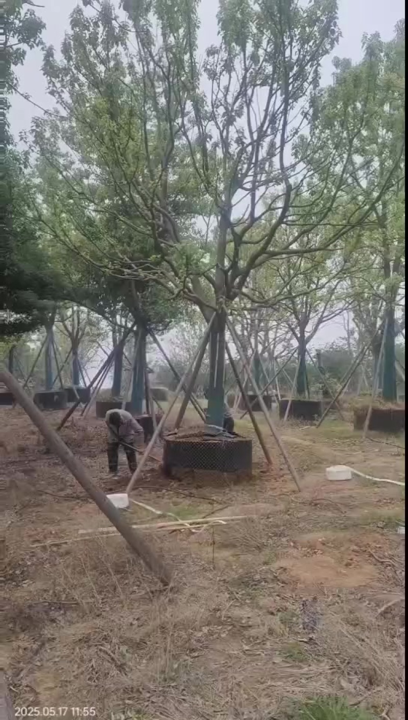 25公分全冠容器香樟树
