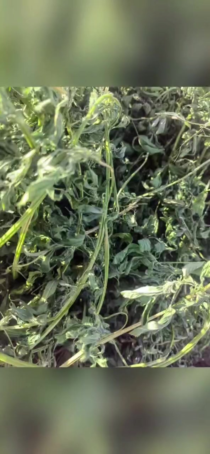 苜蓿草