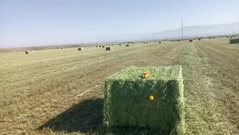 苜蓿草