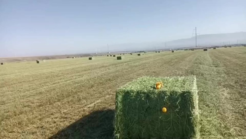 苜蓿草
