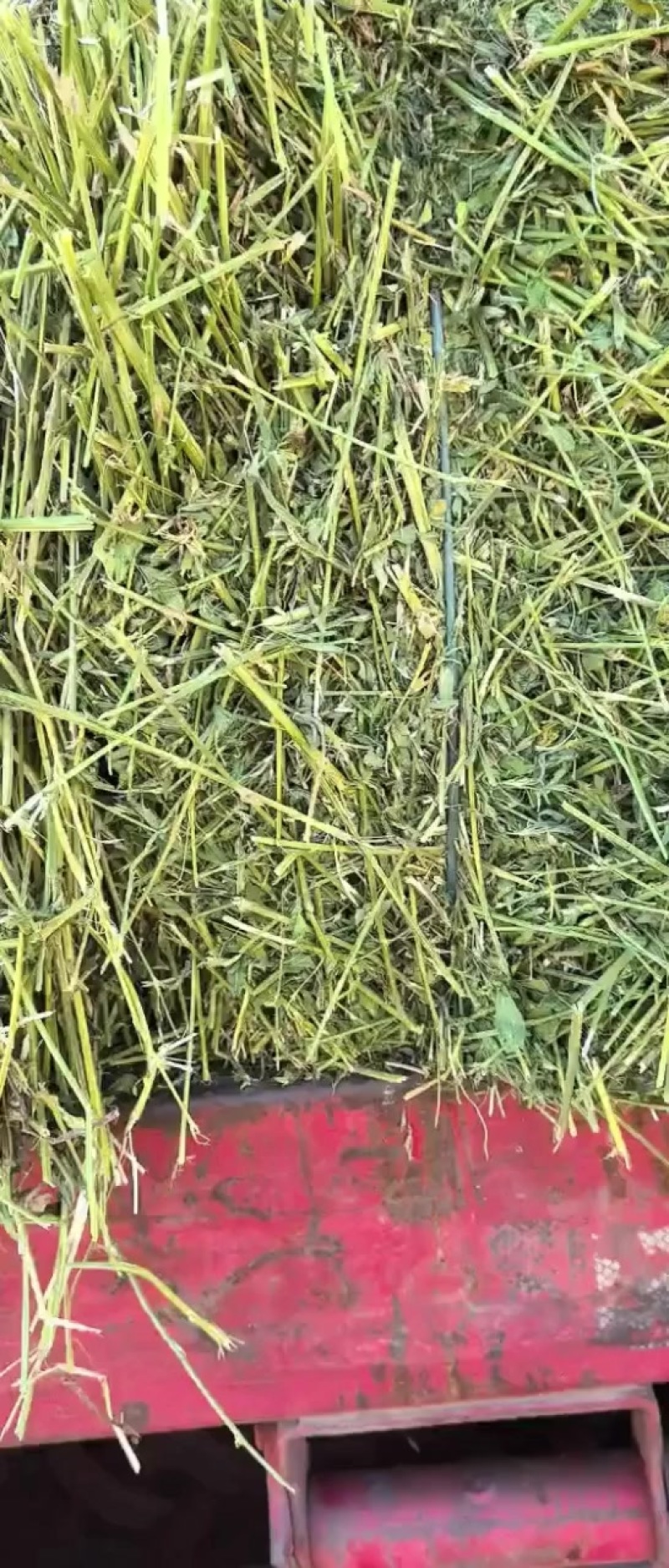 苜蓿草