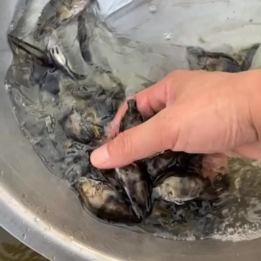 ❗️出售A货鳜鱼苗每斤100尾20-60万，货靓价优