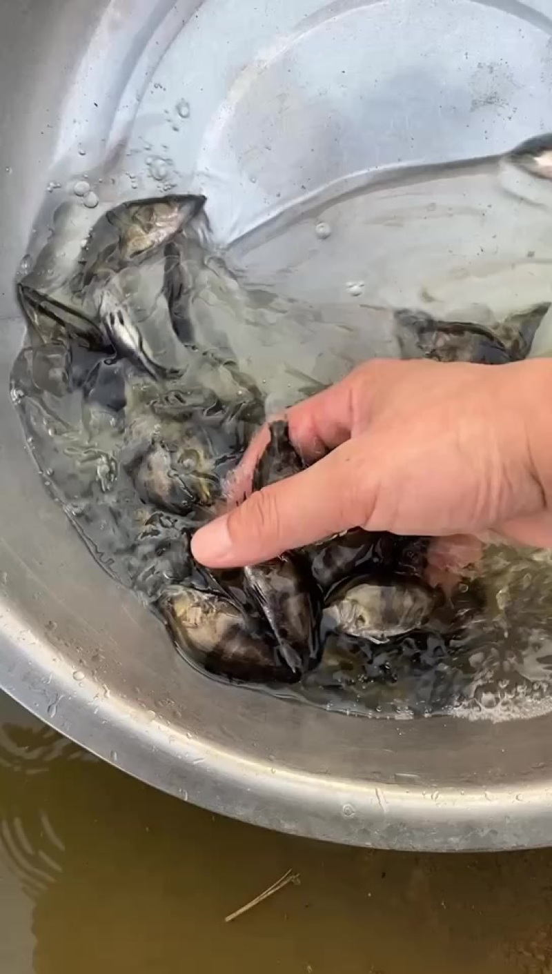 ❗️出售A货鳜鱼苗每斤100尾20-60万，货靓价优