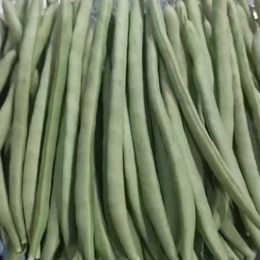 云南精品小金豆