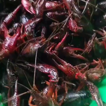 龙虾