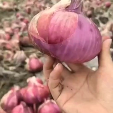 洋葱