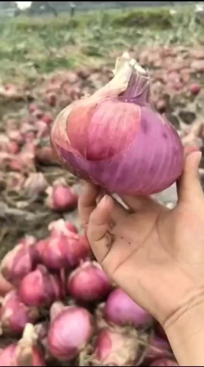 洋葱