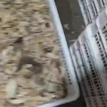 碎干毛肚底板长期大量供应