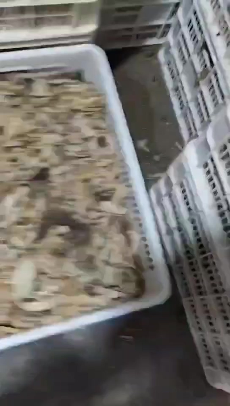 碎干毛肚底板长期大量供应