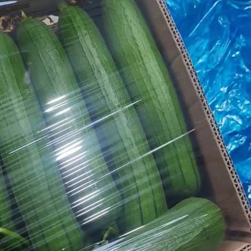 刚刚最新发布油皮丝瓜精品短丝瓜供应到九月份价格便宜
