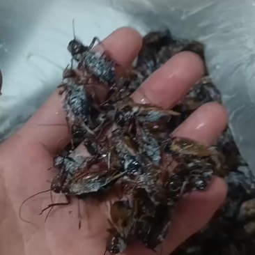 人工养殖的蟋蟀干品冻品活体