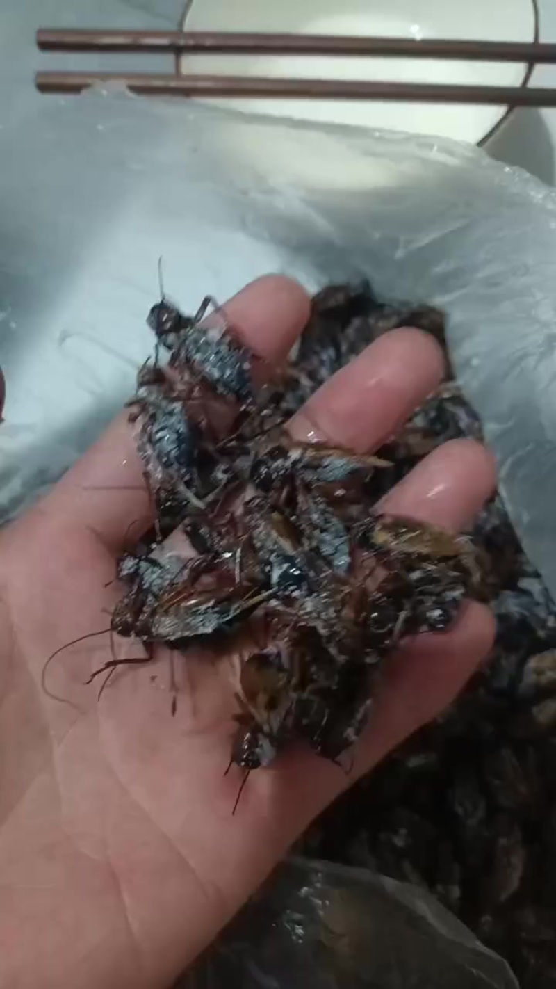 人工养殖的蟋蟀干品冻品活体