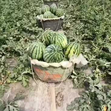 精品美都西瓜