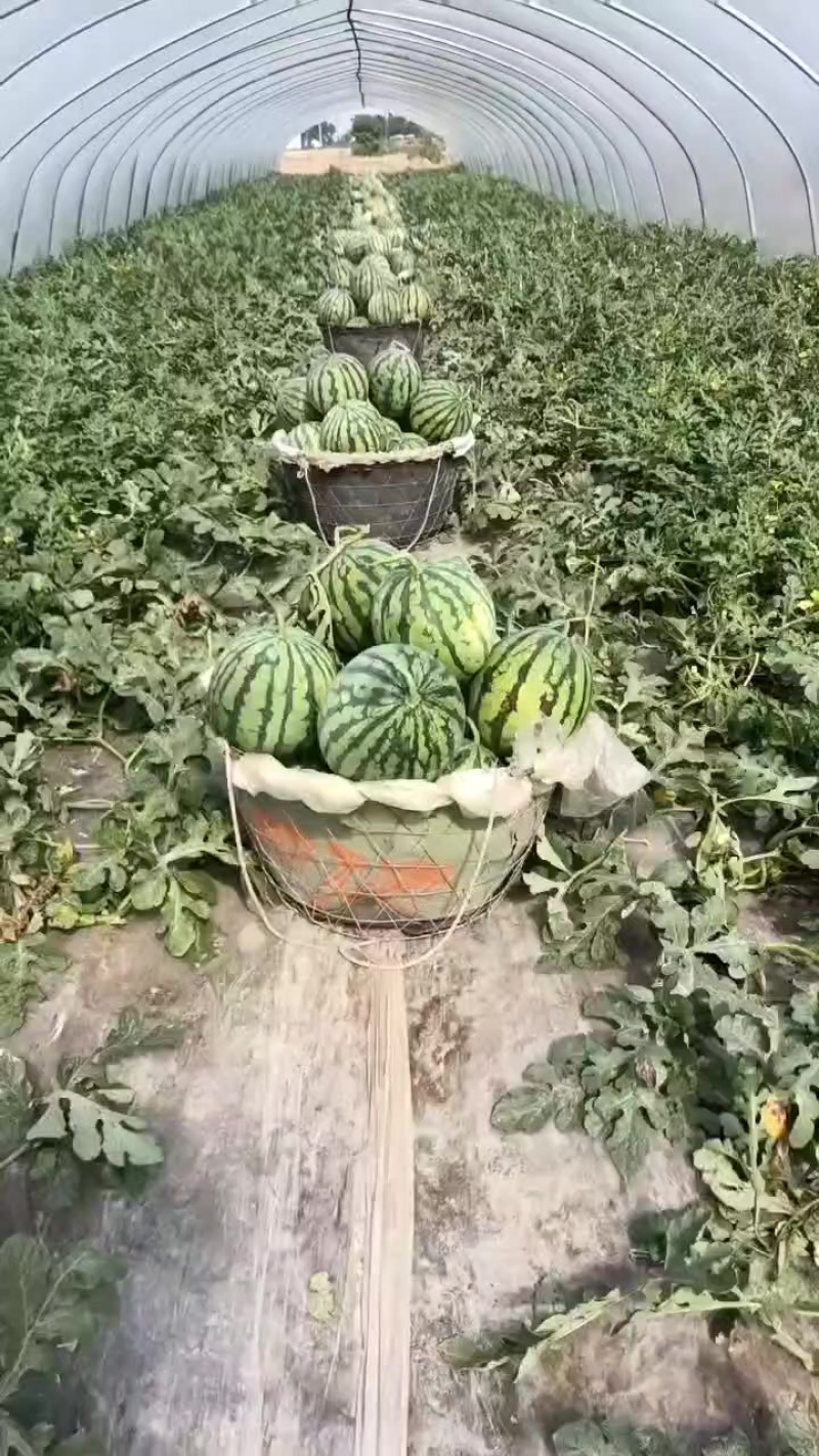 精品美都西瓜