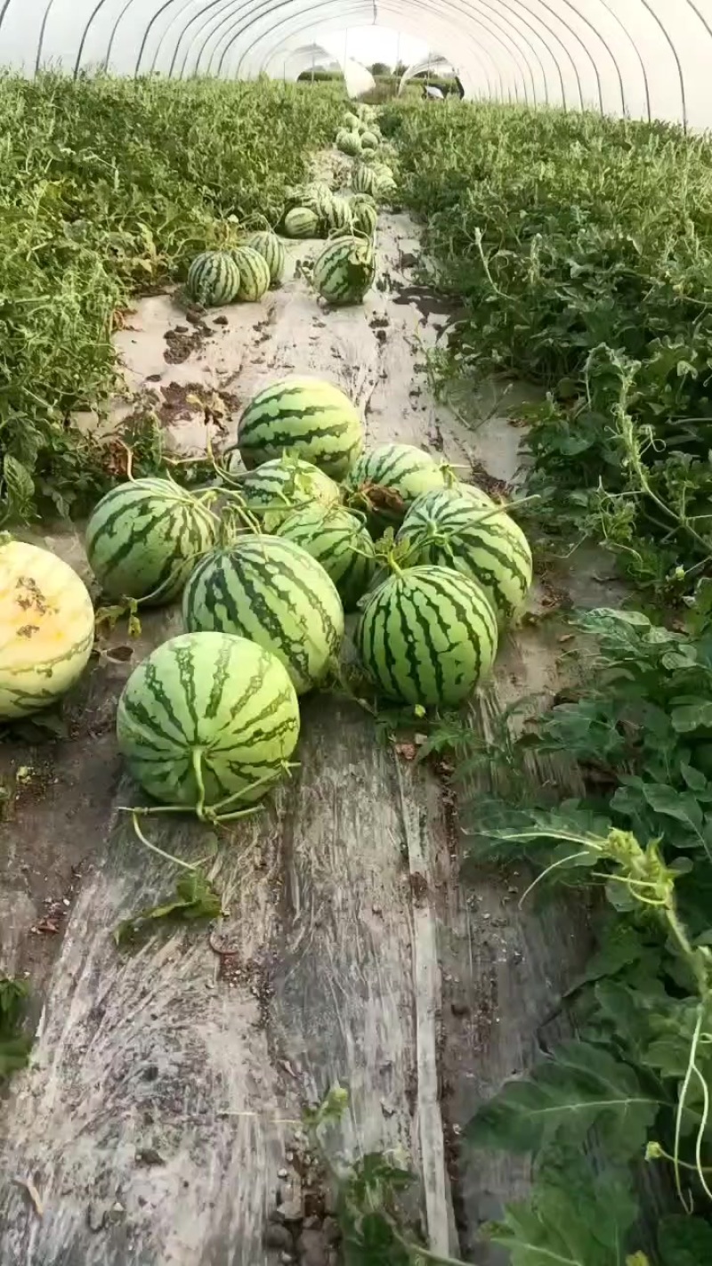 精品美都西瓜