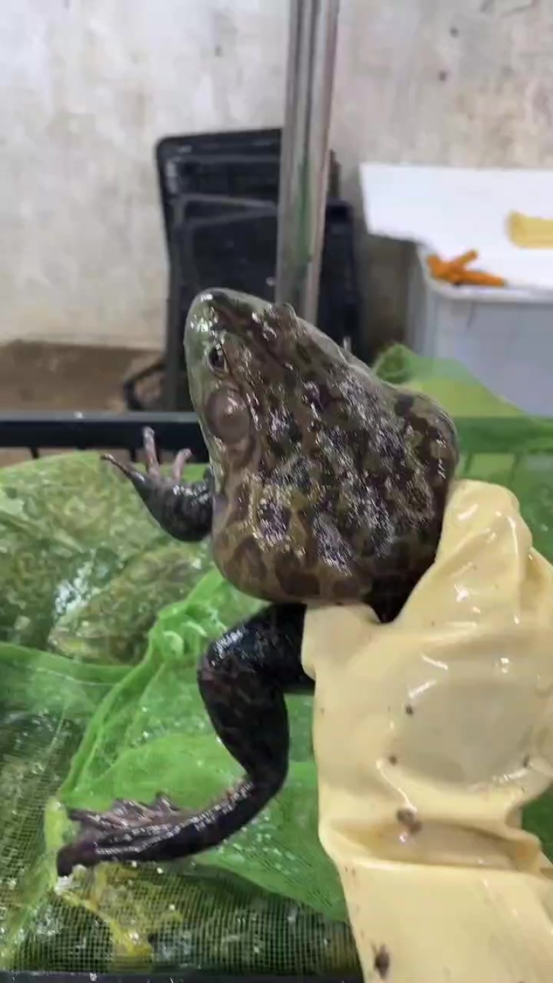 牛蛙