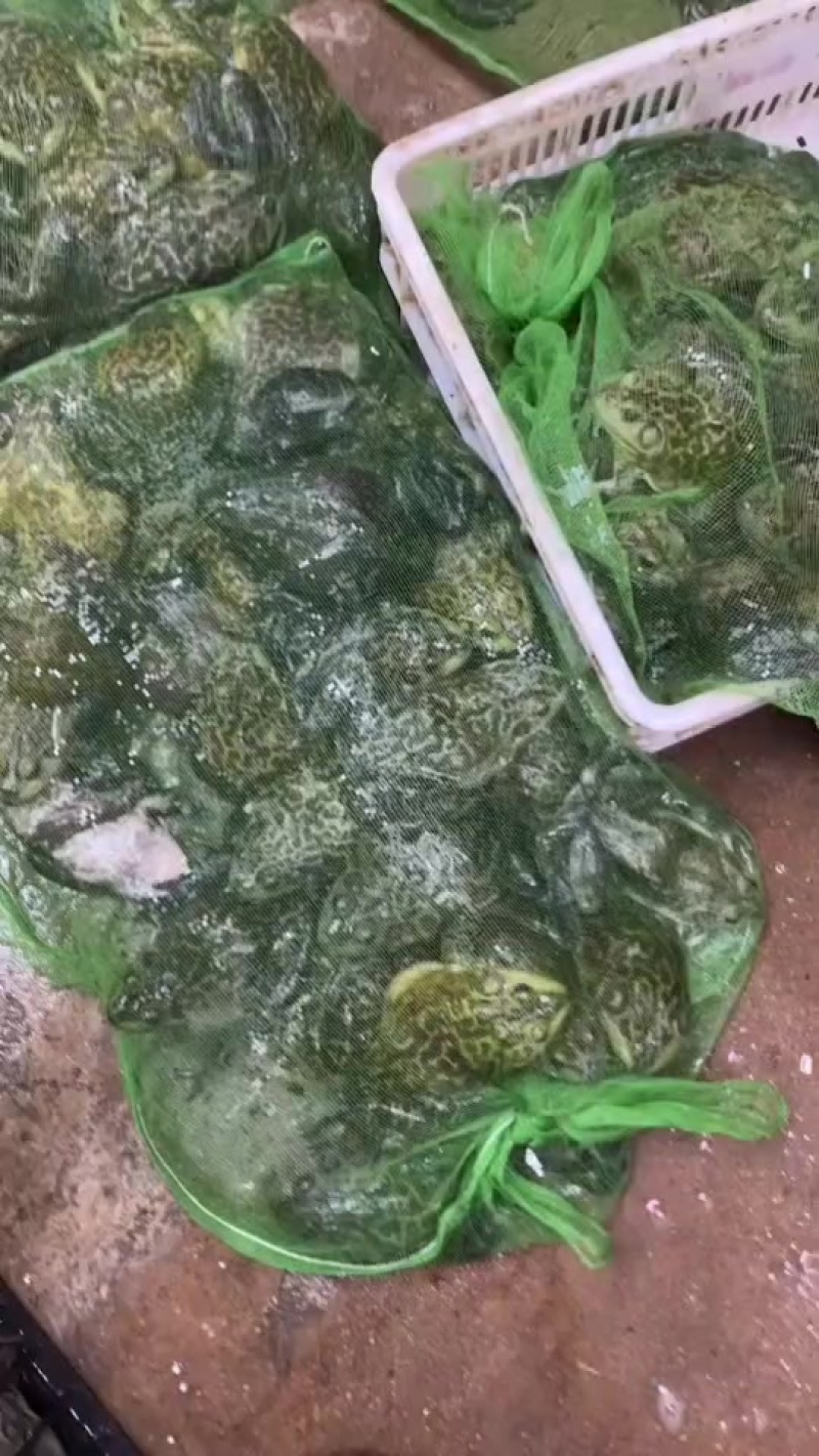 牛蛙
