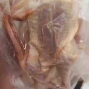 冰鲜鸽肉，有需要联系