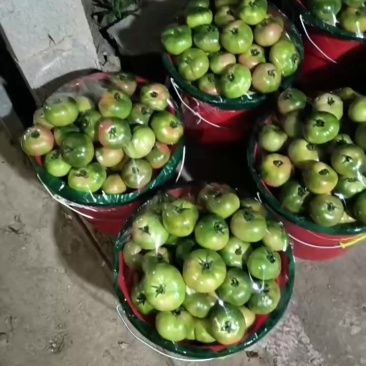 口感番茄