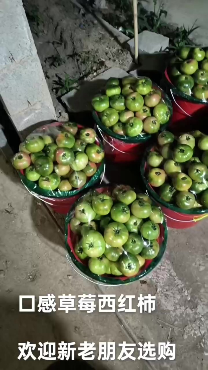 口感番茄